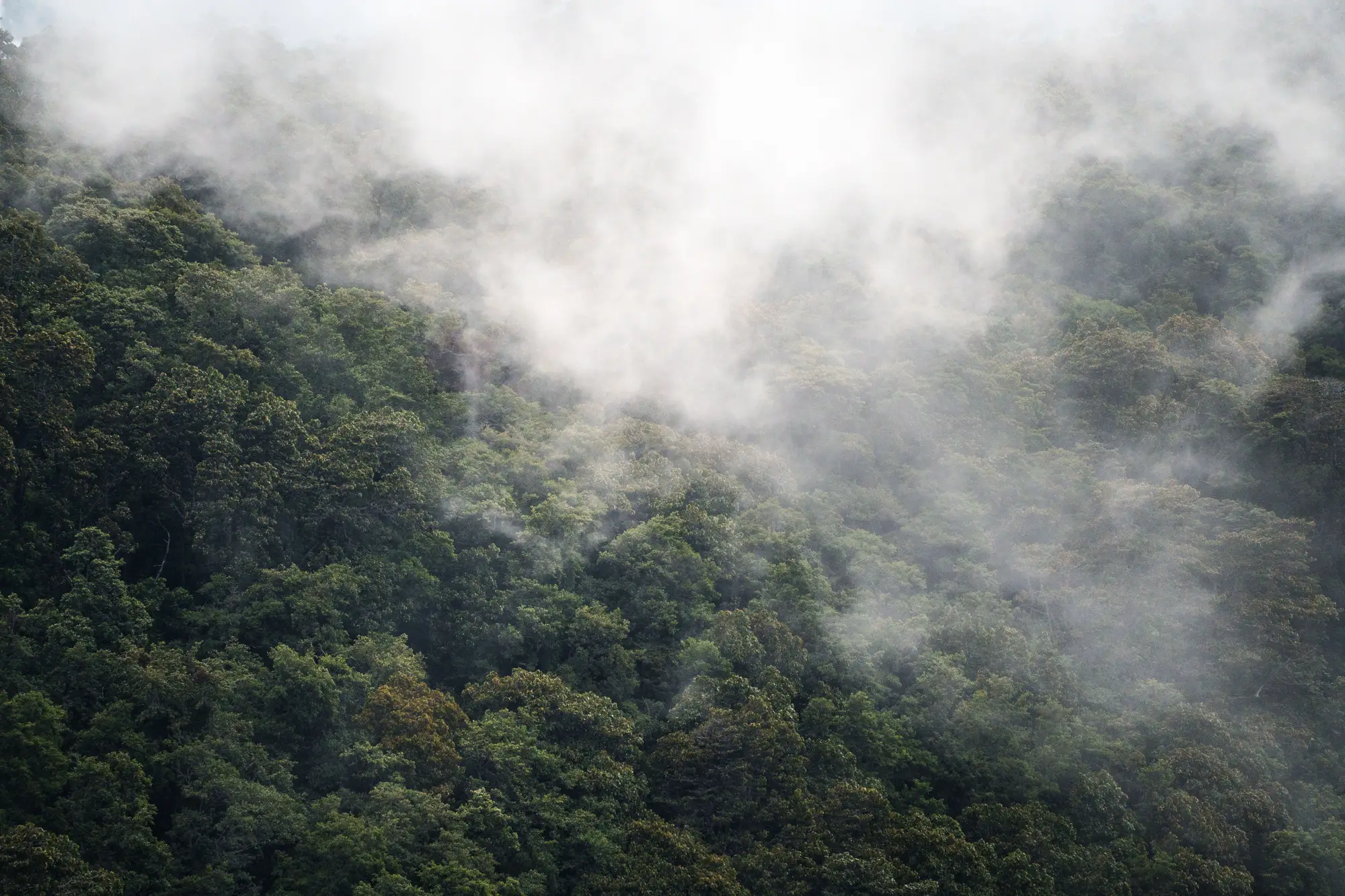 Low cloud drifting over a steep, densely forested hillside